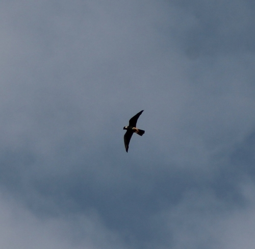 Northern Hobby