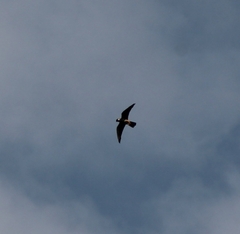 Falco subbuteo subbuteo