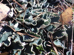 Peltigera malacea