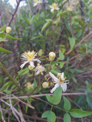 Clematis montevidensis