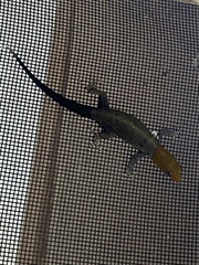 Gonatodes albogularis