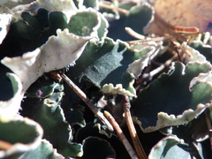 Peltigera malacea