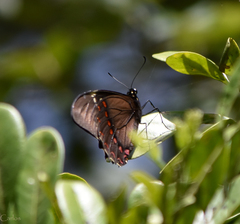 Papilio menatius victorinus