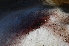 Chlamydomonas nivalis