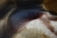 Chlamydomonas nivalis