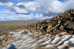 Chlamydomonas nivalis