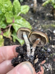 Psilocybe stuntzii