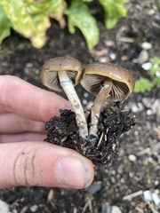 Psilocybe stuntzii