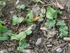 Bistorta officinalis