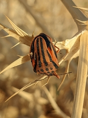 Graphosoma semipunctatum