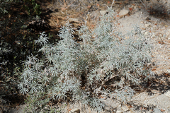 Lupinus padre-crowleyi