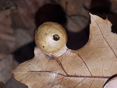 Amphibolips quercusostensackenii