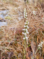 Spiranthes arcisepala