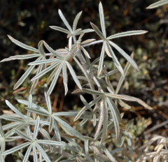 Lupinus padre-crowleyi