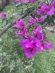 Bougainvillea