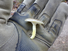Hygrophorus hypothejus