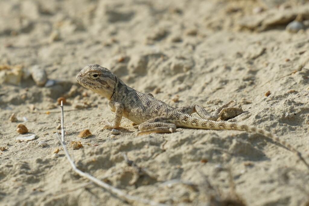 Steppe Agama from Мунайлинский район, Казахстан on October 15, 2022 at ...