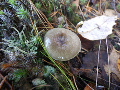 Hygrophorus hypothejus