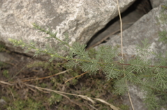 Artemisia pontica