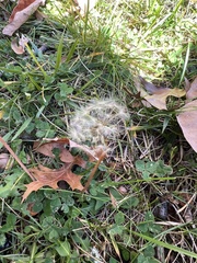 Taraxacum