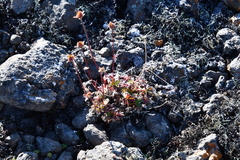 Potentilla pulviniformis