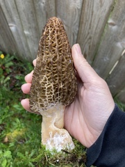 Morchella