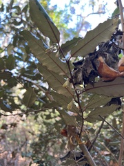 Elaeagnus