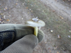 Hygrophorus hypothejus