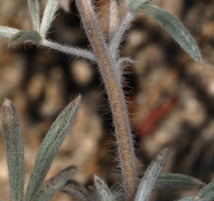 Lupinus padre-crowleyi