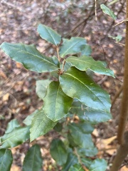 Elaeagnus