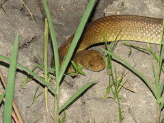 Pseudechis australis