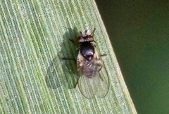 Calliopum