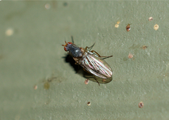 Heleomyzidae