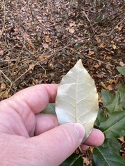 Elaeagnus