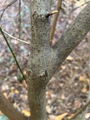 Elaeagnus