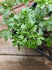 Petroselinum crispum