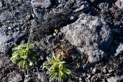Potentilla × prostrata