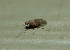 Heleomyzidae