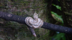 Bothriechis schlegelii