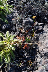 Potentilla × prostrata