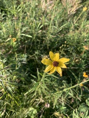 Coreopsis tripteris