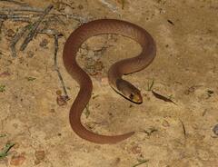 Pygopus schraderi