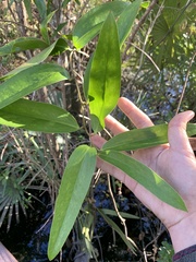 Smilax laurifolia