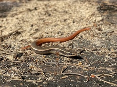 Plestiodon egregius onocrepis