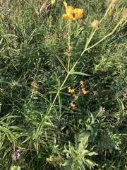 Coreopsis tripteris