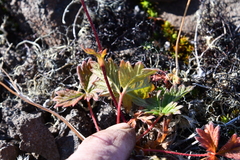 Potentilla × prostrata