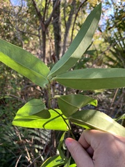 Smilax laurifolia