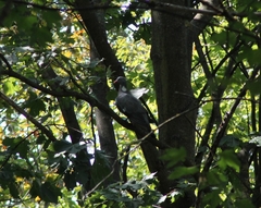 Columba palumbus palumbus