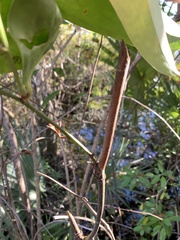 Smilax laurifolia