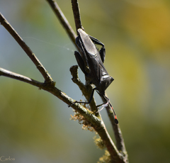 Pachylis acutangulus